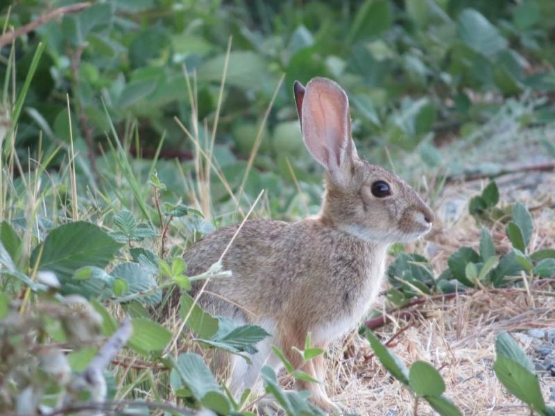 april bunny