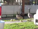 april geese babbies