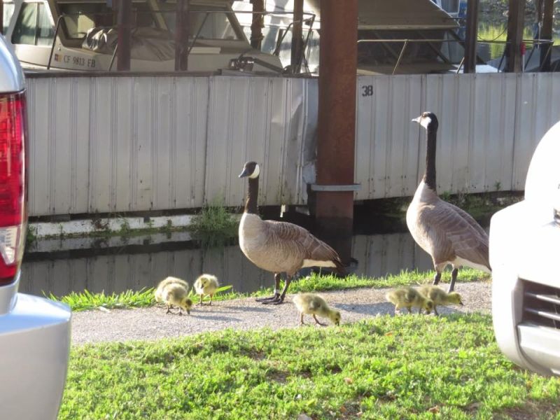 april geese babbies