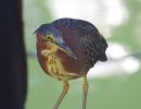 greenheron