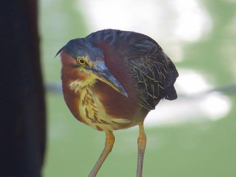 greenheron