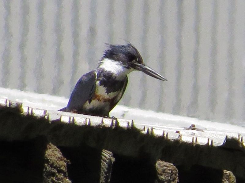 kingfisher