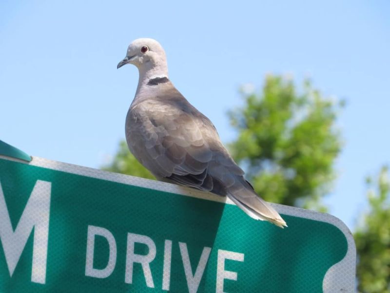 november dove