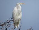 november egret