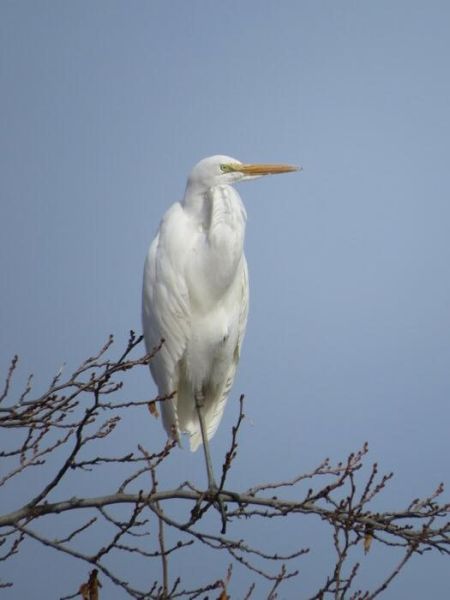 november egret